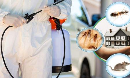 Maintain a Pristine Property with Effective Pest Extermination Services